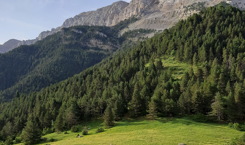 Boscos d alta muntanya Pallars Sobira