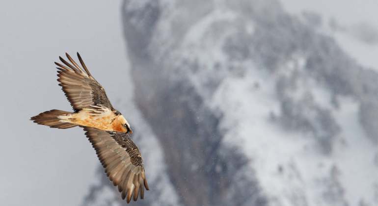 Natura Parc Natural Alt Pirineu