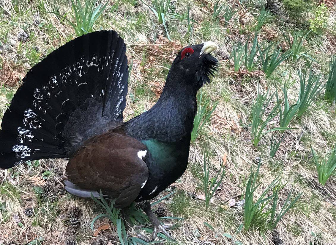 Fauna del Parc Natural de l Alt Pirineu